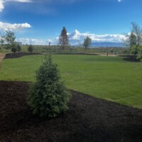 backyard sod