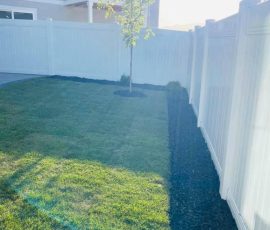 A small tree in a grassy yard enclosed by a white vinyl fence.