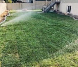 A sprinkler waters a newly laid lawn in a residential backyard.